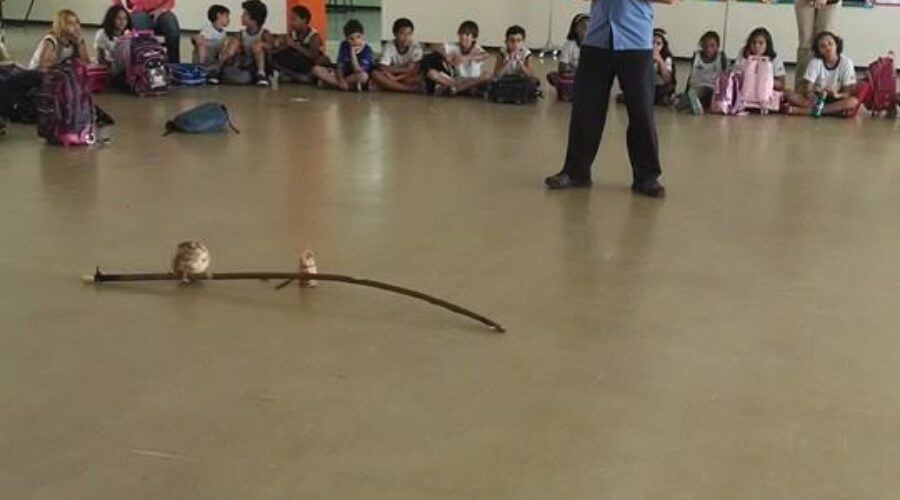 Capoeira na Escola: Escola Classe 106 Norte. Convite da Professora Avelina Neves. Dia da Consciência Negra. Oficina de Berimbau. Palestra. Mestre Polêmico - Professor João Couto Teixeira. Brasília, Distrito Federal/DF, Brasil. 20 de novembro de 2013.