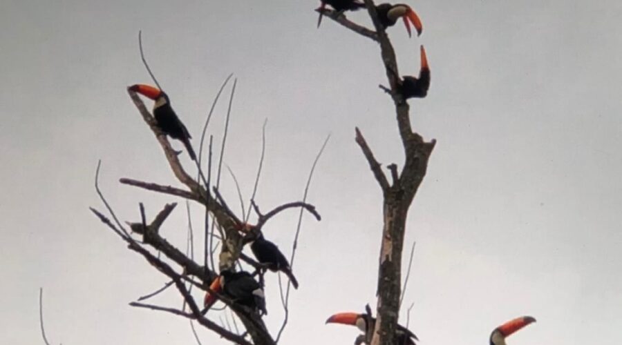Tucanos: Família Ramphastidae - Ramphastos toco, na Casuarina equisetifolia L. Quintal Médio, Tigüera 360, Juiz de Fora, Minas Gerais/MG, Brasil. Registro de Capoeira Mestre Polêmico - Professor João Couto Teixeira. IMG_7973. 258,6 MB. 08h12. 30 de julho de 2019.
