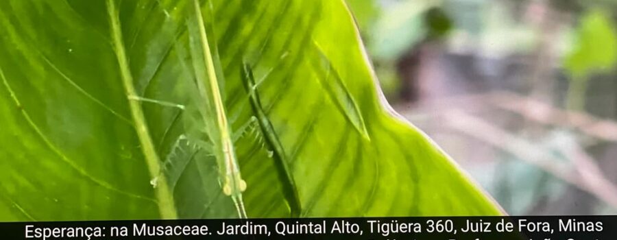 Esperança: na Musaceae. Jardim, Quintal Alto, Tigüera 360, Juiz de Fora, Minas Gerais/MG, Brasil. Registro de Capoeira Mestre Polêmico - Professor João Couto Teixeira. IMG_1248. 70,7 MB. 06h52. Sexta-feira, 14 de Outubro de 2021.