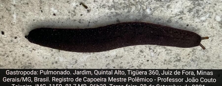 Gastropoda: Pulmonado. Jardim, Quintal Alto, Tigüera 360, Juiz de Fora, Minas Gerais/MG, Brasil. Registro de Capoeira Mestre Polêmico - Professor João Couto Teixeira. IMG_1159. 81,7 MB. 06h38. Terça-feira, 28 de Setembro de 2021.