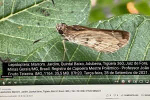 Lepidoptera: Marrom. Jardim, Quintal Baixo, Adubeira, Tigüera 360, Juiz de Fora, Minas Gerais/MG, Brasil. Registro de Capoeira Mestre Polêmico - Professor João Couto Teixeira. IMG_1164. 35,5 MB. 07h20. Terça-feira, 28 de Setembro de 2021.