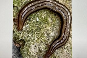 Planária Terrestre: Subfamília Geoplaninae, Família Geoplanidae (Seinpsobn 1857), Ordem Seriata, Classe Turbellaria, Filo Platyelminthes, Reino Animalia. Jardim, Quintal Alto, Tigüera 360, Juiz de Fora, Brasil. Registro de Capoeira Mestre Polêmico - Professor João Couto Teixeira. IMG_0504. 73,4 MB. 07h26. Sexta-feira, 03 de Setembro de 2021.