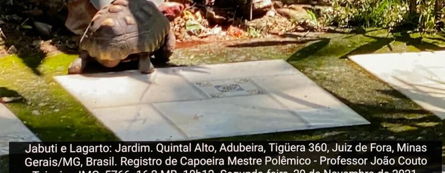 Jabuti e Lagarto: Jardim. Quintal Alto, Adubeira, Tigüera 360, Juiz de Fora, Minas Gerais/MG, Brasil. Registro de Capoeira Mestre Polêmico - Professor João Couto Teixeira. IMG_5766. 16,2 MB. 10h12. Segunda-feira, 29 de Novembro de 2021.