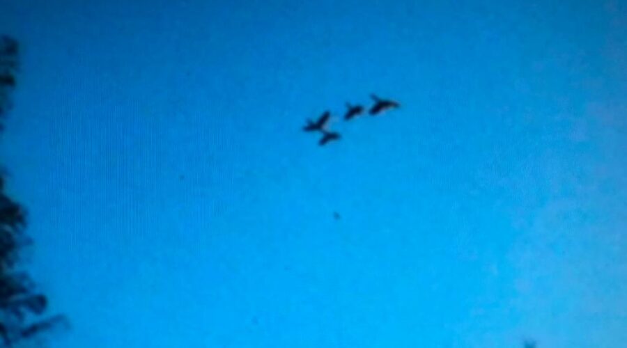 Araras: Aves Viajantes. Canídeos. Helicóptero Noturno. Chácara Pau D'Óleo, Residencial Café Planalto, Sobradinho, Distrito Federal/DF, Brasil. Registro de Capoeira Mestre Polêmico - Professor João Couto Teixeira. IMG_3348. 99,8 MB. 06h53, 08h05 e 21h42. 03/04 de julho de 2014. HD 720p.