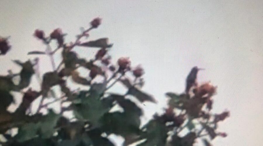 Beija-flor: Ação. Açoita-cavalo. Suíte, Tigüera 360, Juiz de Fora, Minas Gerais/MG, Brasil. Registro de Capoeira Mestre Polêmico - Professor João Couto Teixeira. IMG_3110. 14,1 MB. 06h32. 29 de maio de 2020.