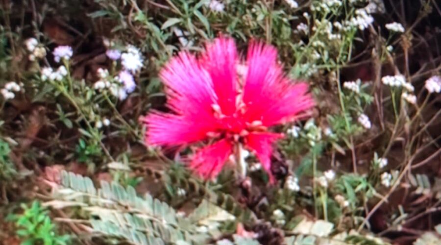 Caliandra Flor do Cerrado Chácara Pau D’Óleo Residencial Café Planalto Sobradinho DF Brasil IMG_3702 4,2 MB 09h15 12jul15