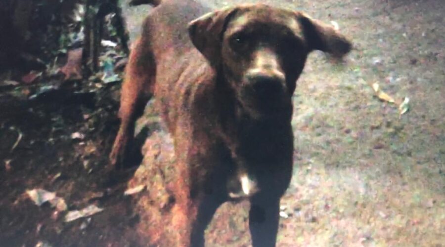 Canídeos: Barraco. Chácara Pau D'Óleo, Residencial Café Planalto, Sobradinho, Distrito Federal/DF, Brasil. Registro de Capoeira Mestre Polêmico - Professor João Couto Teixeira. IMG_3937. 182,7 GB. 06h46. 14 de julho de 2015.