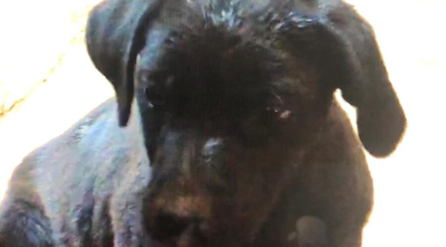 Canídeos: Fêni e Filhote Peito Branco. Chácara Pau D'Óleo, Residencial Café Planalto, Sobradinho/DF, Brasil. Registro de Capoeira Mestre Polêmico - Professor João Couto Teixeira. IMG_3986. 72,8 MB. 16h02. 16 de fevereiro de 2015.