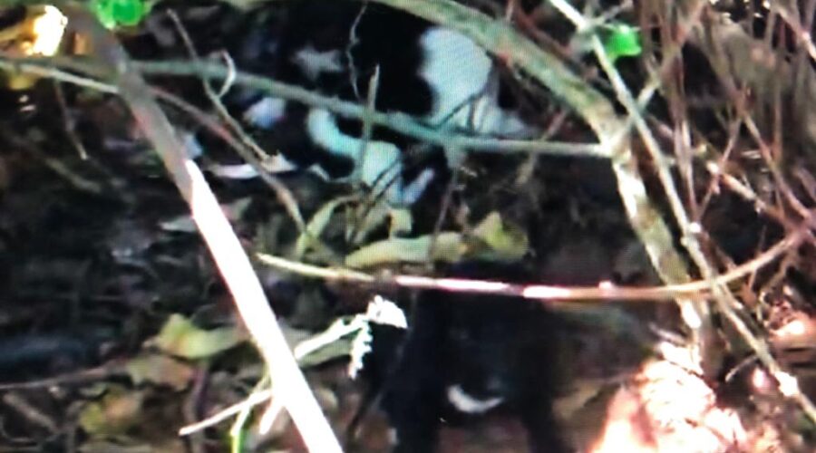 Canídeos Filhotes: Péla. Chácara Pau D'Óleo Residencial Café Planalto, Sobradinho, Distrito Federal/DF, Brasil. Registro de Capoeira Mestre Polêmico - Professor João Couto Teixeira. IMG_3747. 27,9 MB. 10h20. 14 de julho de 2015.