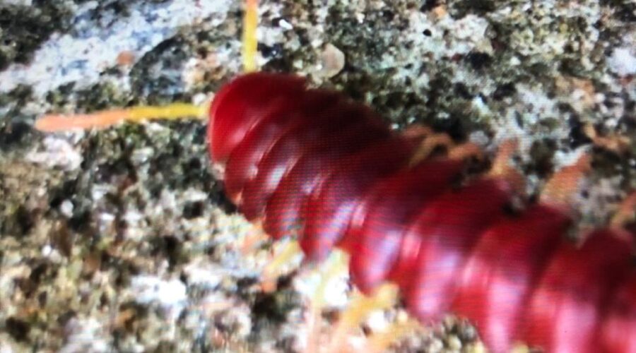 Diplopoda Vermelho: Quintal Alto. Jardim, Tigüera 360, Juiz de Fora, Minas Gerais/MG, Brasil. Registro Capoeira Mestre Polêmico - Professor João Couto Teixeira. IMG_1708. 320.,3 MB. 07h33. 06 maio de 2020.