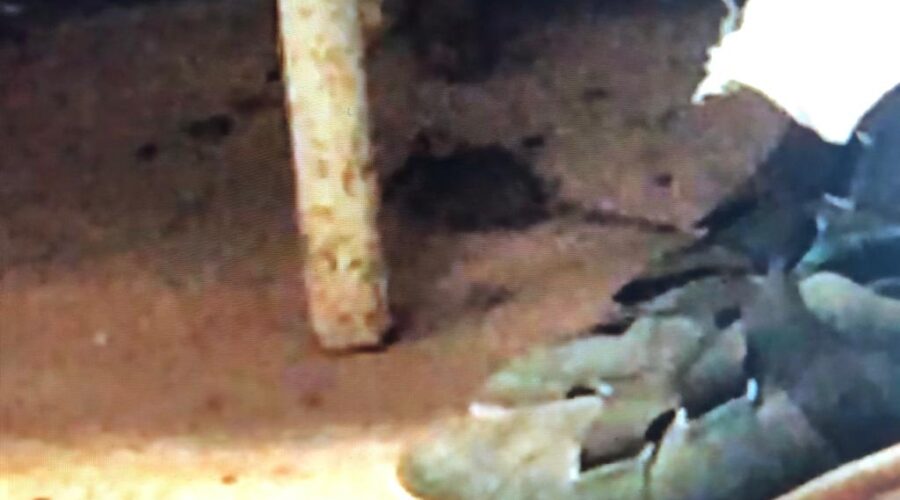 Rato: Barraco. Chácara Pau D'Óleo, Residencial Café Planalto, Sobradinho, Distrito Federal/DF, Brasil. Registro de Capoeira Mestre Polêmico - Professor João Couto Teixeira. IMG_4001. 89,3 MB. 09h13. 19 de julho de 2015.