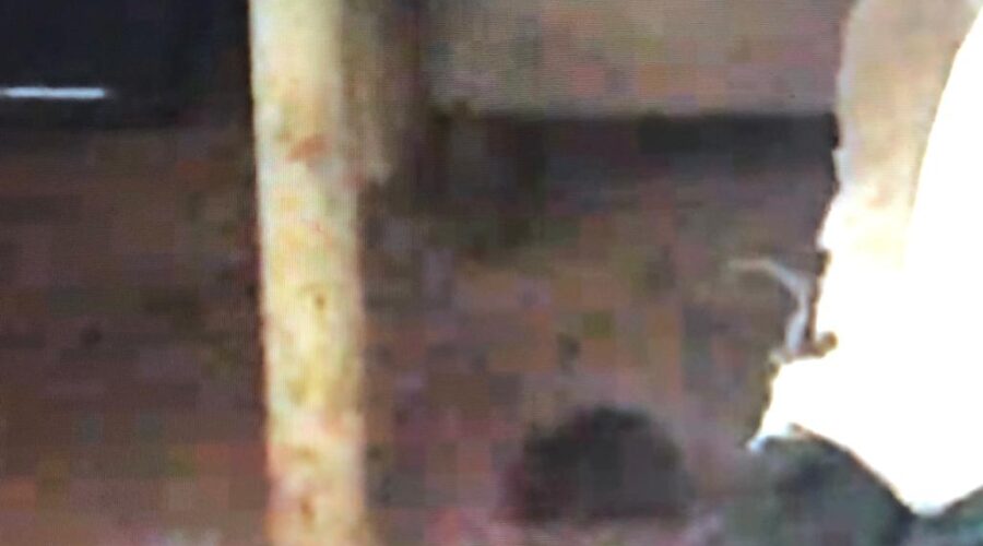 Rato: Barraco. Chácara Pau D'Óleo, Residencial Café Planalto, Sobradinho, Distrito Federal/DF, Brasil. Registro de Capoeira Mestre Polêmico - Professor João Couto Teixeira. IMG_4002. 230,4 MB. 09h19. 19 de julho de 2015.