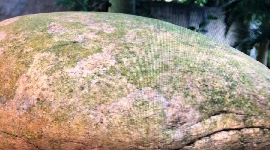 Trem: Pedras. Quintal Alto, Adubeira, Tigüera 360, Juiz de Fora, Minas Gerais/MG, Brasil. Registro de Capoeira Mestre Polêmico - Professor João Couto Teixeira. IMG_1709. 234,5 MB. 07h44. 06 de maio de 2020.