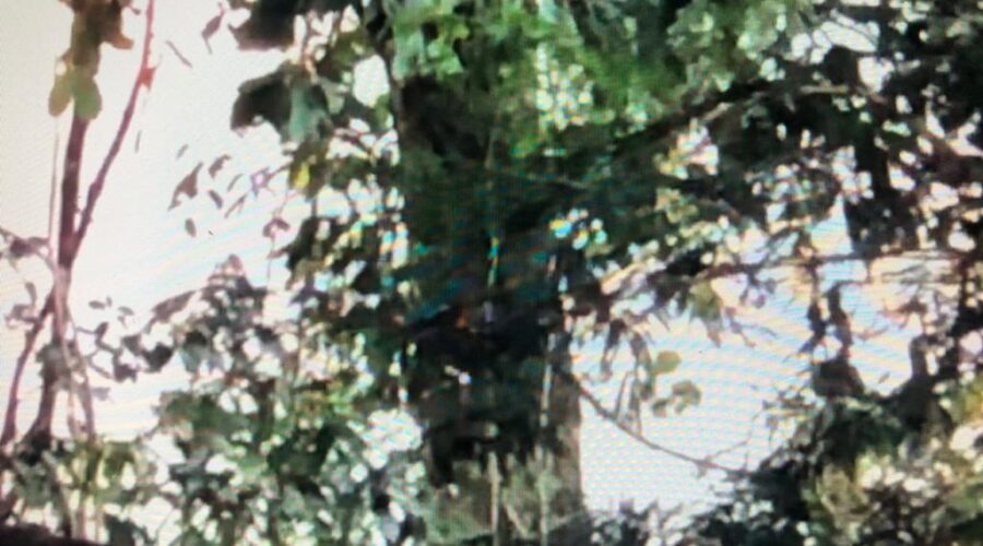 Trem: Perdas. Traficante de Montanhas de Ninas - Já Ficou Invisível. Quintal Alto, Adubeira, Tigüera 360, Juiz de Fora, Minas Gerais/MG, Brasil. Registro de Capoeira Mestre Polêmico - Professor João Couto Teixeira. IMG_3164. 114,2 MB. 07h22. 30 de maio de 2020.