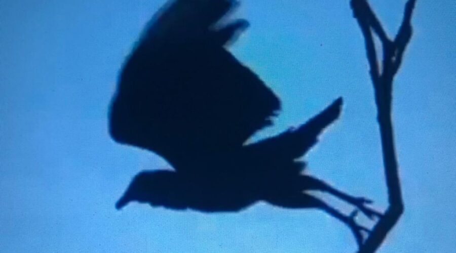 Urubu e Beija-flor: Sacada Dorsal. Tigüera 360, Juiz de Fora, Minas Gerais/MG, Brasil. Registro de Capoeira Mestre Polêmico - Professor João Couto Teixeira. IMG_3155/62/3. 887,6 MB. 06h43. 30 de maio de 2020.