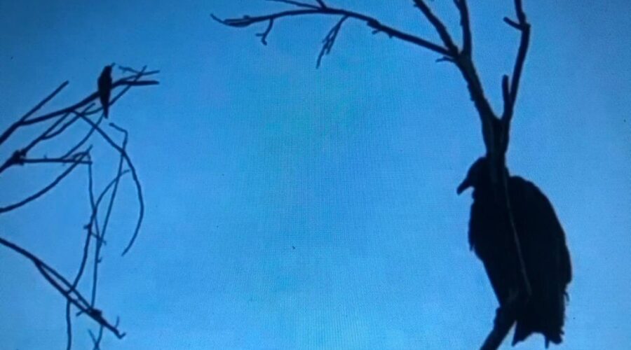 Urubu e Beija-Flor: Quintal Baixo. Portão, Rua Regina Ladeira Halfeld, Tigüera 360, Juiz de Fora, Minas Gerais/MG, Brasil. Registro de Capoeira Mestre Polêmico - Professor João Couto Teixeira. IMG_3155/63. 68,3 MB. 06h43. 30 de maio de 2020.