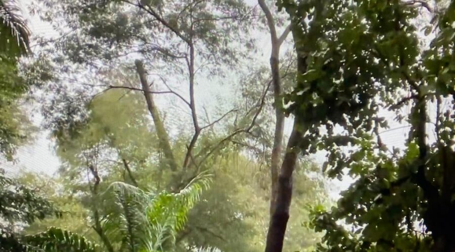 Chuva: Chega. Quintal Baixo, Adubeira, Tigüera 360, Juiz de Fora, Minas Gerais/MG/ Brasil. Registro de Capoeira Mestre Polêmico - Professor João Couto Teixeira. IMG_7750. 1,67 GB. 16h48. Segunda-feira, 26 de abril de 2021. HD 1080p.