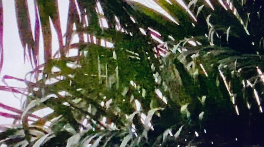 Corujas: Quintal Alto. Tigüera 360, Juiz de Fora, Minas Gerais/MG, Brasil. Registro de Capoeira Mestre Polêmico - Professor João Couto Teixeira. IMG_4658. 1,34 GB. 06h16. Quinta-feira, 16 de julho de 2020. HD 720p.