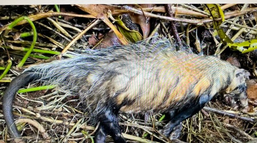 Gambá: Morto. Desaparecido. Quintal Baixo, Adubeira, Tigüera 360, Juiz de Fora, Minas Gerais/MG, Brasil. Registro de Capoeira Mestre Polêmico - Professor João Couto Teixeira. IMG_7724. 15 MB. 10h57. Segunda-feira, 26 de abril de 2021. HD 1080p.
