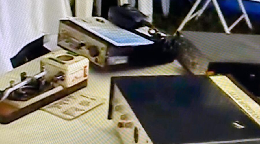 Universidade de Estudos Culturais da Capoeira - Universidade da Capoeira - UNICAPOEIRA: Instituto de Educação Socioambiental - IESAMBI. Roda de Capoeira. Coordenação de Capoeira Mestre Baleado - Risomar Torres Arruda. Praça Capoeira Mestre Onça Tigre - Doutor Milton Freire de Carvalho, Jardim Zoológico, Brasília, Distrito Federal/DF, Brasil. Registro de Capoeira Dom Ivan Zacarias Guimarães Gobbo. 168 MB. 14h21. Segunda-feira, 04 de maio de 2015.