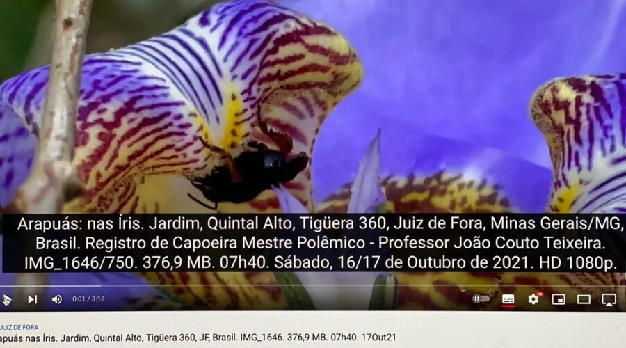 Abelhas Arapuás: nas Íris. Jardim, Quintal Alto, Tigüera 360, Juiz de Fora, Minas Gerais/MG, Brasil. Registro de Capoeira Mestre Polêmico - Professor João Couto Teixeira. IMG_1646/750. 376,9 MB. 07h40. Sábado, 16/17 de Outubro de 2021. HD 1080p.