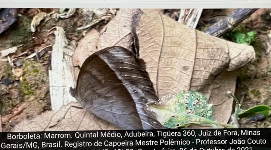 Borboleta: Marrom. Quintal Médio, Adubeira, Tigüera 360, Juiz de Fora, Minas Gerais/MG, Brasil. Registro de Capoeira Mestre Polêmico - Professor João Couto Teixeira. IMG_1362. 41,2 MB. 12h30. Quarta-feira, 06 de Outubro de 2021.
