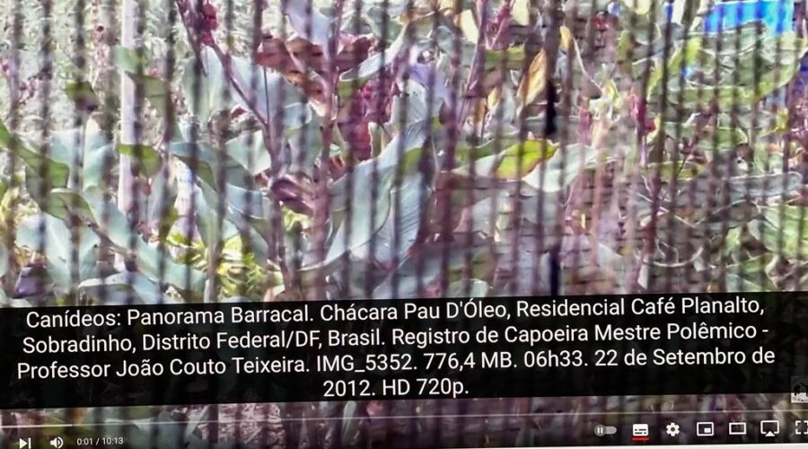 Canídeos: Panorama Barracal. Chácara Pau D'Óleo, Residencial Café Planalto, Sobradinho, Distrito Federal/DF, Brasil. Registro de Capoeira Mestre Polêmico - Professor João Couto Teixeira. IMG_5352. 776,4 MB. 06h33. Sábado, 22 de Setembro de 2012. HD 720p.