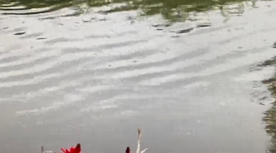 Capivara, Anús, Mulungú Florido, Garças: Rio Paraibuna. Bairro Costa Carvalho, Juiz de Fora, Minas Gerais/MG, Brasil. Registro de Capoeira Mestre Polêmico - Professor João Couto Teixeira. IMG_6864. 85,9 MB. 11h25. Quinta-feira, 12 de agosto de 2021.