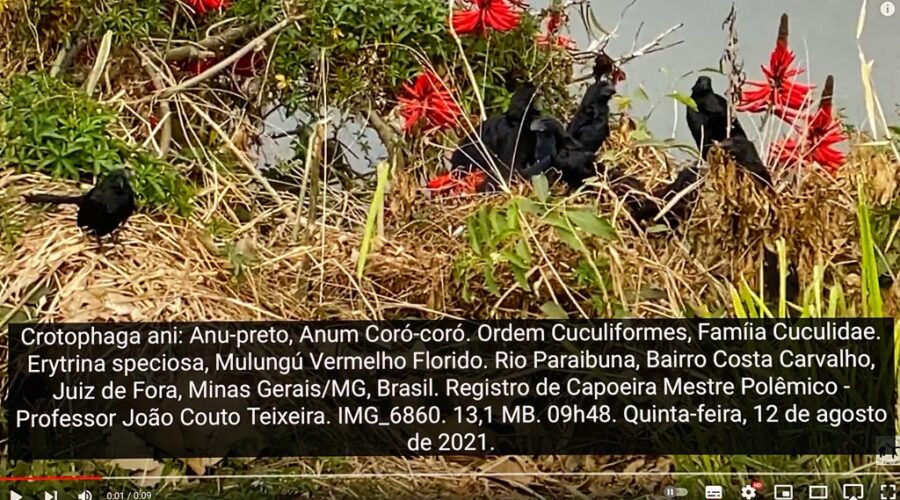Crotophaga ani: Anu-preto, Anum Coró-coró. Ordem Cuculiformes, Famíia Cuculidae. Erytrina speciosa, Mulungú Vermelho Florido. Rio Paraibuna, Bairro Costa Carvalho, Juiz de Fora, Minas Gerais/MG, Brasil. Registro de Capoeira Mestre Polêmico - Professor João Couto Teixeira. IMG_6860. 13,1 MB. 09h48. Quinta-feira, 12 de agosto de 2021.