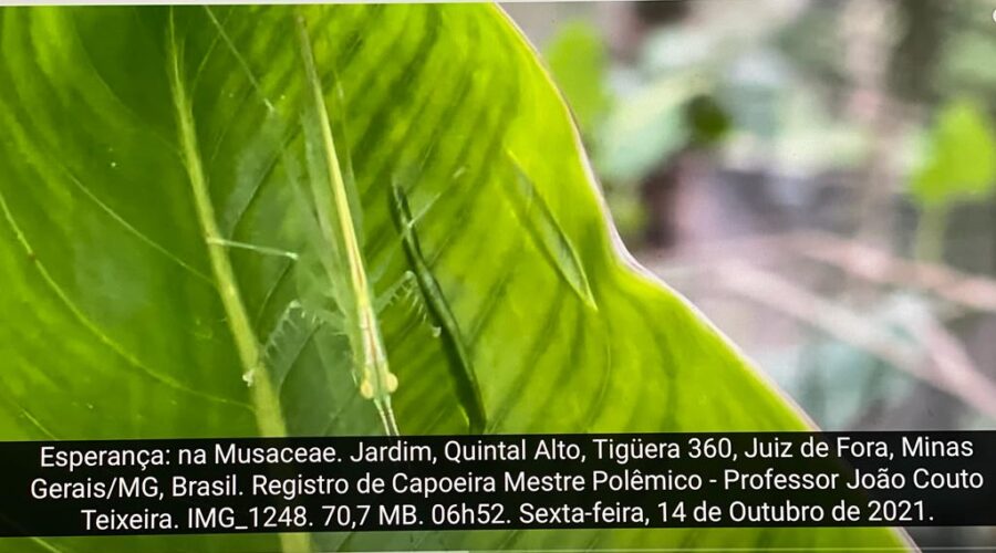 Esperança: na Musaceae. Jardim, Quintal Alto, Tigüera 360, Juiz de Fora, Minas Gerais/MG, Brasil. Registro de Capoeira Mestre Polêmico - Professor João Couto Teixeira. IMG_1248. 70,7 MB. 06h52. Sexta-feira, 14 de Outubro de 2021.