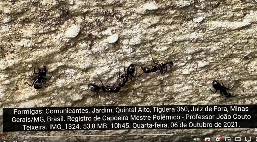 Formigas: Comunicantes. Jardim, Quintal Alto, Tigüera 360, Juiz de Fora, Minas Gerais/MG, Brasil. Registro de Capoeira Mestre Polêmico - Professor João Couto Teixeira. IMG_1324. 53,8 MB. 10h45. Quarta-feira, 06 de Outubro de 2021.