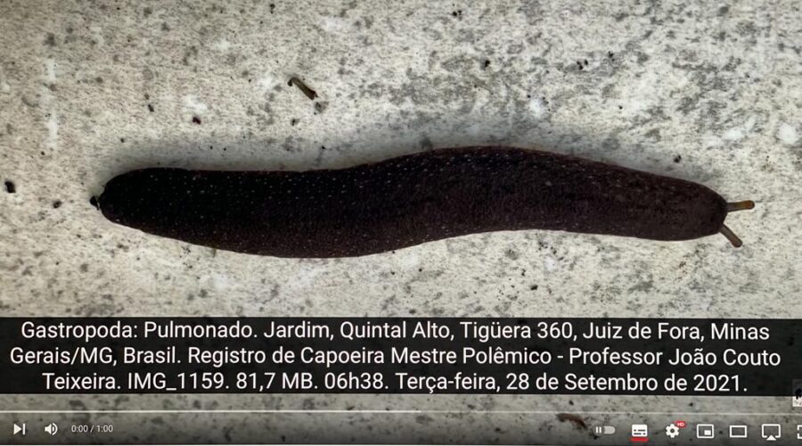 Gastropoda: Pulmonado. Jardim, Quintal Alto, Tigüera 360, Juiz de Fora, Minas Gerais/MG, Brasil. Registro de Capoeira Mestre Polêmico - Professor João Couto Teixeira. IMG_1159. 81,7 MB. 06h38. Terça-feira, 28 de Setembro de 2021.