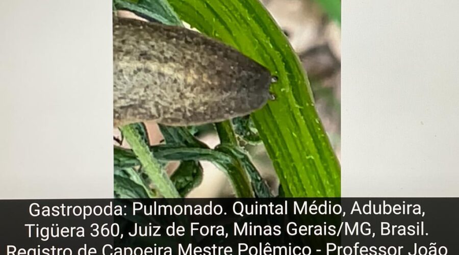 Gastropoda: Pulmonado. Quintal Médio, Adubeira, Tigüera 360, Juiz de Fora, Minas Gerais/MG, Brasil. Registro de Capoeira Mestre Polêmico - Professor João Couto Teixeira. IMG_1336. 47,7 MB. 11h50. Quarta-feira, 06 de Outubro de 2021.