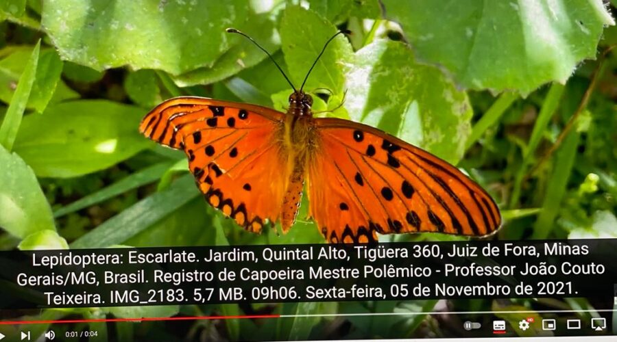 Lepidoptera: Escarlate. Jardim, Quintal Alto, Tigüera 360, Juiz de Fora, Minas Gerais/MG, Brasil. Registro de Capoeira Mestre Polêmico - Professor João Couto Teixeira. IMG_2183. 5,7 MB. 09h06. Sexta-feira, 05 de Novembro de 2021.