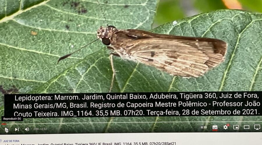 Lepidoptera: Marrom. Jardim, Quintal Baixo, Adubeira, Tigüera 360, Juiz de Fora, Minas Gerais/MG, Brasil. Registro de Capoeira Mestre Polêmico - Professor João Couto Teixeira. IMG_1164. 35,5 MB. 07h20. Terça-feira, 28 de Setembro de 2021.