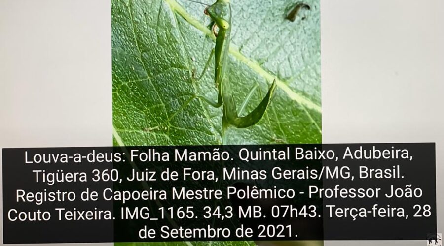 Louva-a-deus: Folha Mamão. Quintal Baixo, Adubeira, Tigüera 360, Juiz de Fora, Minas Gerais/MG, Brasil. Registro de Capoeira Mestre Polêmico - Professor João Couto Teixeira. IMG_1165. 34,3 MB. 07h43. Terça-feira, 28 de Setembro de 2021.