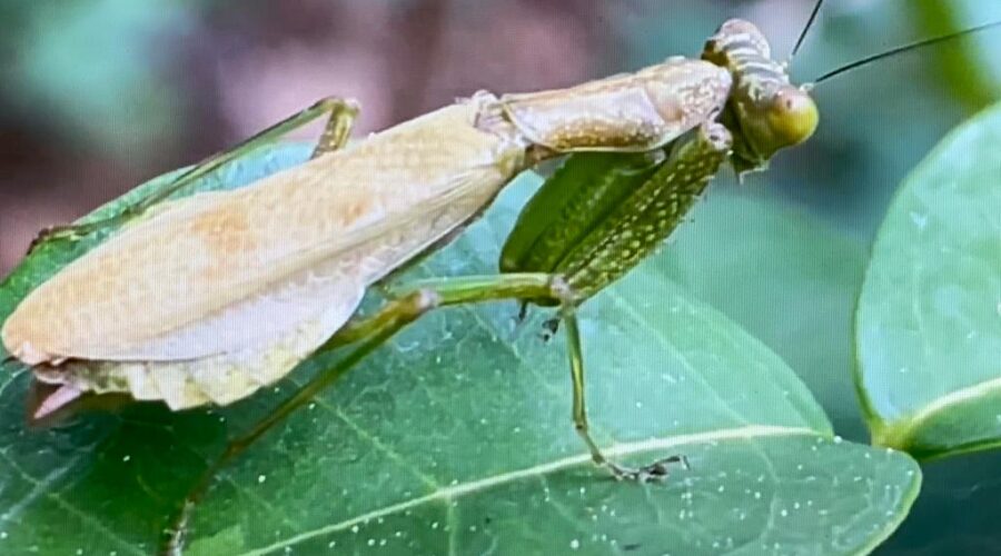 Louva-a-deus e Cuculionidae: Exúvia. Folhas da Pitangueira, Jardim, Quintal Alto, Tigüera 360, Juiz de Fora, Minas Gerais/MG, Brasil. Registro de Capoeira Mestre Polêmico - Professor João Couto Teixeira. IMG_1360/1. 282,1 MB. 12h26/8. Quarta-feira, 06 de Outubro de 202. HD 1080p.
