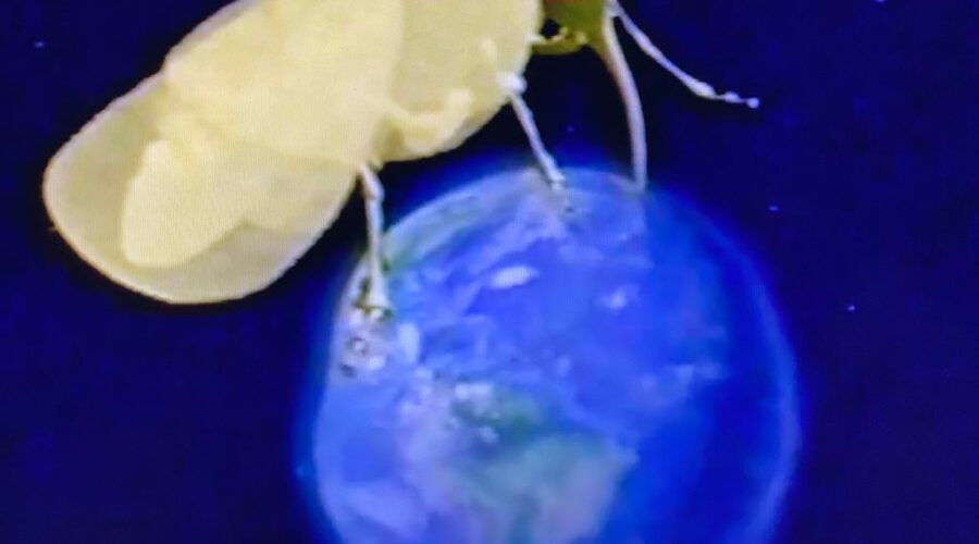 Mosca Branca: Benisia argentifolli. Roteiro - Lucas Tadeu Ferreira e Maria Fernanda Diniz Avidos, Apresentação - Marcos Hummel, Chefia do CENARGEN - Chefe Administrativo Kazuyoshi Ofugi, Chefe Adjunto de cursos Genéticos - Edna Costa Manso, Chefe Adjunto de Biotecnologia - Damares de Castro Monte, Chefe Geral do CENARGEM - Afonso Celso Valois, Diretoria da EMBRAPA - José Roberto Peres, Dante Scolari, Elza Battaggia Cunha, Presidente da EMBRAPA - Alberto Duque Portugal, Realização - CENARGEN e KL3 Comunicação. Empresa Brasileira de Pesquisa Agropecuária - EMBRAPA - Recursos Genéticos e Biotecnologia - CENARGEN. 1,02 GB.