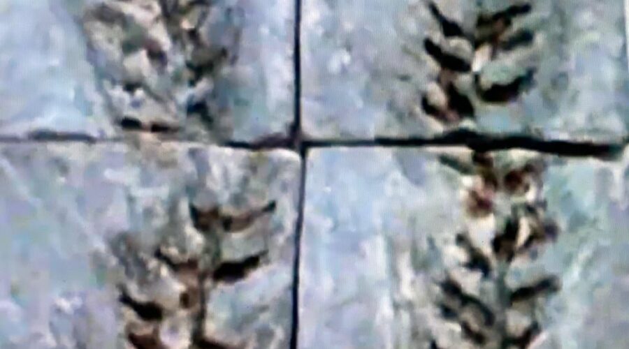 Mostra de Arte: Salete Libardoni - Plantas do Cerrado na Cerâmica e Alda Carvalho - Técnica Mista - Pastel e Acrílica. . Espaço Cultural Ary Barroso - SESC 504 Sul, Brasília, Distrito Federal/DF, Brasil. Registro de Capoeira Mestres Dom Ivan Zacarias Guimarães Gobbo e Polêmico - Professor João Couto Teixeira. 2,26 GB. Segunda-feira, 01 a 15 de Março de 2004.