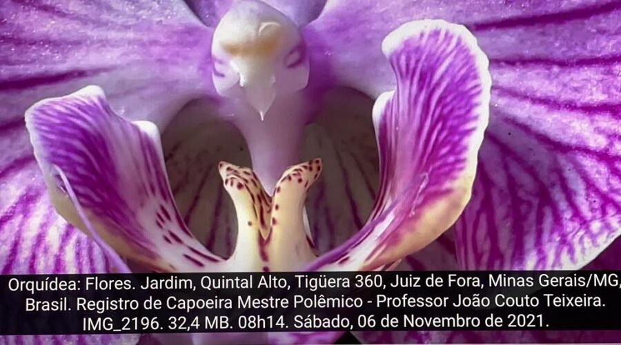 Orquídea: Flores. Jardim, Quintal Alto, Tigüera 360, Juiz de Fora, Minas Gerais/MG, Brasil. Registro de Capoeira Mestre Polêmico - Professor João Couto Teixeira. IMG_2196. 32,4 MB. 08h14. Sábado, 06 de Novembro de 2021.