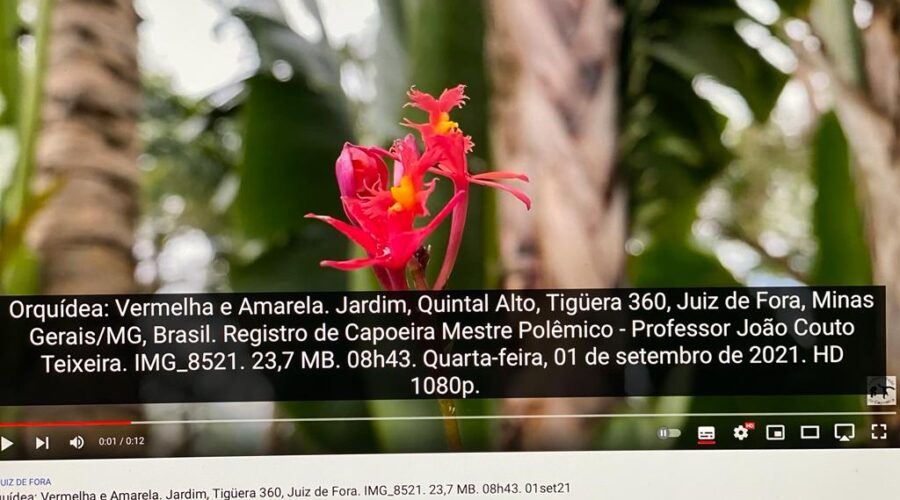 Orquídea: Vermelha e Amarela. Jardim, Quintal Alto, Tigüera 360, Juiz de Fora, Minas Gerais/MG, Brasil. Registro de Capoeira Mestre Polêmico - Professor João Couto Teixeira. IMG_8521. 23,7 MB. 08h43. Quarta-feira, 01 de setembro de 2021. HD 1080p.