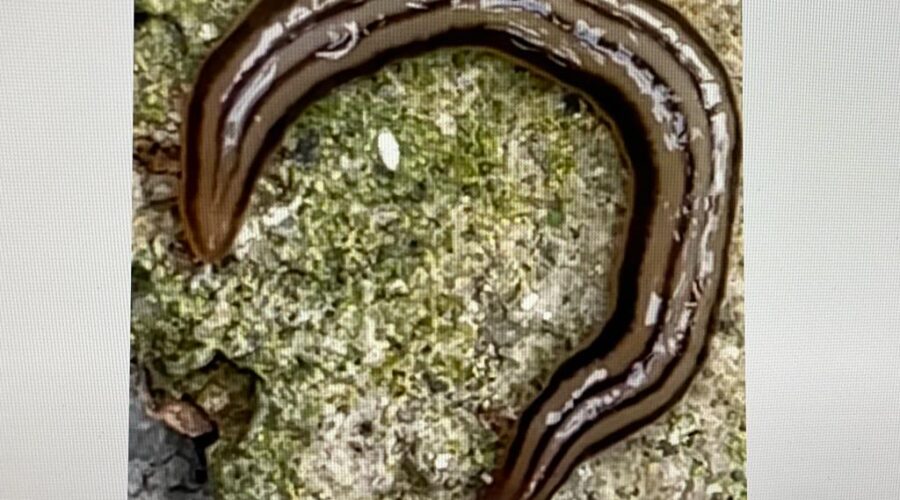 Planária Terrestre: Subfamília Geoplaninae, Família Geoplanidae (Seinpsobn 1857), Ordem Seriata, Classe Turbellaria, Filo Platyelminthes, Reino Animalia. Jardim, Quintal Alto, Tigüera 360, Juiz de Fora, Brasil. Registro de Capoeira Mestre Polêmico - Professor João Couto Teixeira. IMG_0504. 73,4 MB. 07h26. Sexta-feira, 03 de Setembro de 2021.