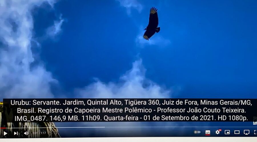 Urubu: Servante. Jardim, Quintal Alto, Tigüera 360, Juiz de Fora, Minas Gerais/MG, Brasil. Registro de Capoeira Mestre Polêmico - Professor João Couto Teixeira. IMG_0487. 146,9 MB. 11h09. Quarta-feira, 01 de Setembro de 2021. HD 1080p.