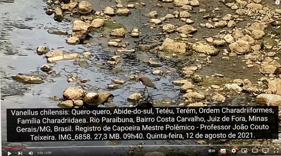 Vanellus chilensis: Quero-quero, Abide-do-sul, Tetéu, Terém, Ordem Charadriiformes, Família Charadriidaea. Rio Paraibuna, Bairro Costa Carvalho, Juiz de Fora, Minas Gerais/MG, Brasil. Registro de Capoeira Mestre Polêmico - Professor João Couto Teixeira. IMG_6858. 27,3 MB. 09h40. Quinta-feira, 12 de agosto de 2021.