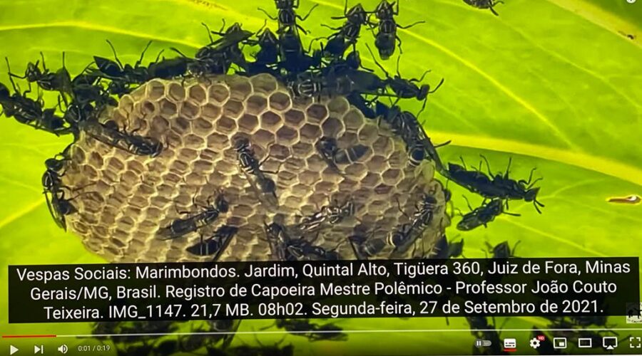 Vespas Sociais: Marimbondos. Jardim, Quintal Alto, Tigüera 360, Juiz de Fora, Minas Gerais/MG, Brasil. Registro de Capoeira Mestre Polêmico - Professor João Couto Teixeira. IMG_1147. 21,7 MB. 08h02. Segunda-feira, 27 de Setembro de 2021.