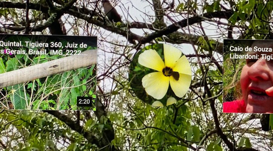Alma-de-Gato: Piaya cayana. Quintal Baixo, Portão Rua Regina Ladeira Halfeld, Tigüera 360, Juiz de Fora, Minas Gerais/MG, Brasil. Registro de Capoeira Mestre Polêmico - Professor João Couto Teixeira. IMG_2220. 152,9 MB. 08h42. Segunda-feira, 18 de Outubro de 2021. HD 1080p.