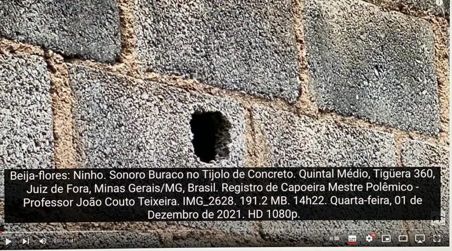 Beija-flores: Ninho. Sonoro Buraco no Tijolo de Concreto. Quintal Médio, Tigüera 360, Juiz de Fora, Minas Gerais/MG, Brasil. Registro de Capoeira Mestre Polêmico - Professor João Couto Teixeira. IMG_2628. 191.2 MB. 14h22. Quarta-feira, 01 de Dezembro de 2021. HD 1080p.