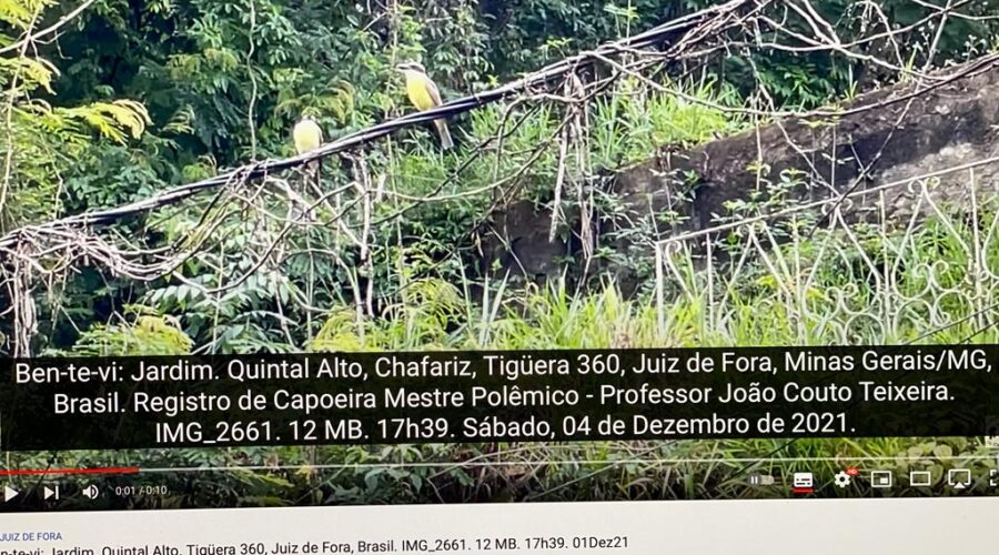 Ben-te-vi: Jardim. Quintal Alto, Chafariz, Tigüera 360, Juiz de Fora, Minas Gerais/MG, Brasil. Registro de Capoeira Mestre Polêmico - Professor João Couto Teixeira. IMG_2661. 12 MB. 17h39. Sábado, 04 de Dezembro de 2021.