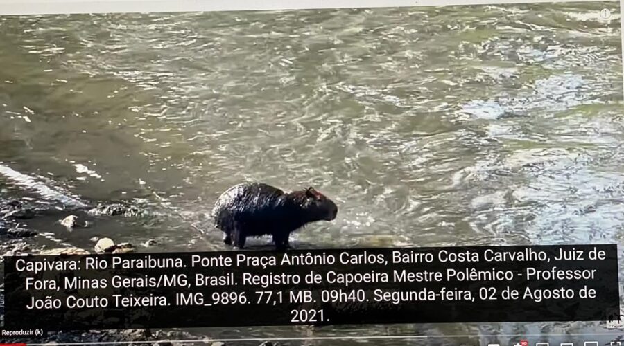 Capivara: Rio Paraibuna. Ponte Praça Antônio Carlos, Bairro Costa Carvalho, Juiz de Fora, Minas Gerais/MG, Brasil. Registro de Capoeira Mestre Polêmico - Professor João Couto Teixeira. IMG_9896. 77,1 MB. 09h40. Segunda-feira, 02 de Agosto de 2021.