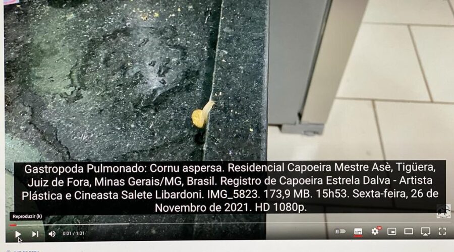 Gastropoda Pulmonado: Cornu aspersa. Residencial Capoeira Mestre Asè, Tigüera, Juiz de Fora, Minas Gerais/MG, Brasil. Registro de Capoeira Estrela Dalva - Artista Plástica e Cineasta Salete Libardoni. IMG_5823. 173,9 MB. 15h53. Sexta-feira, 26 de Novembro de 2021. HD 1080p.